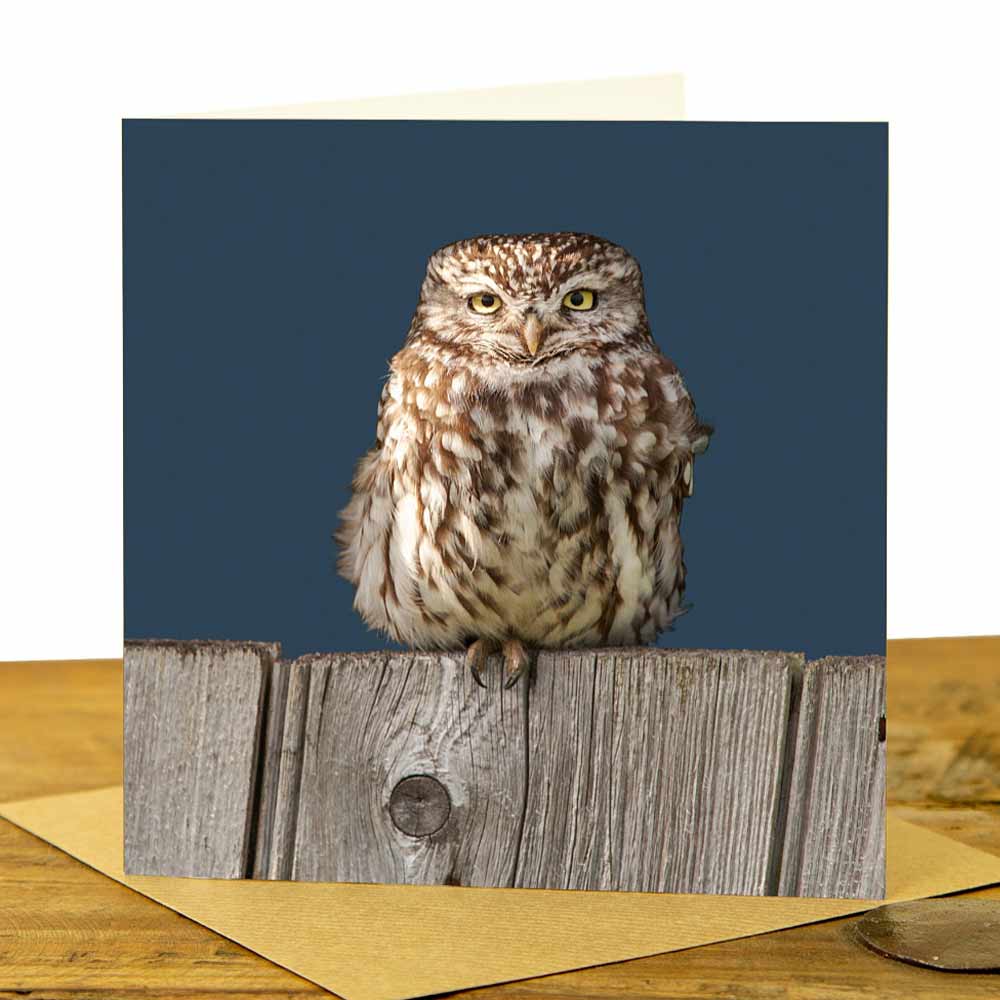 Little_owl_on_Fence_Greeting_Card_-_Indigo