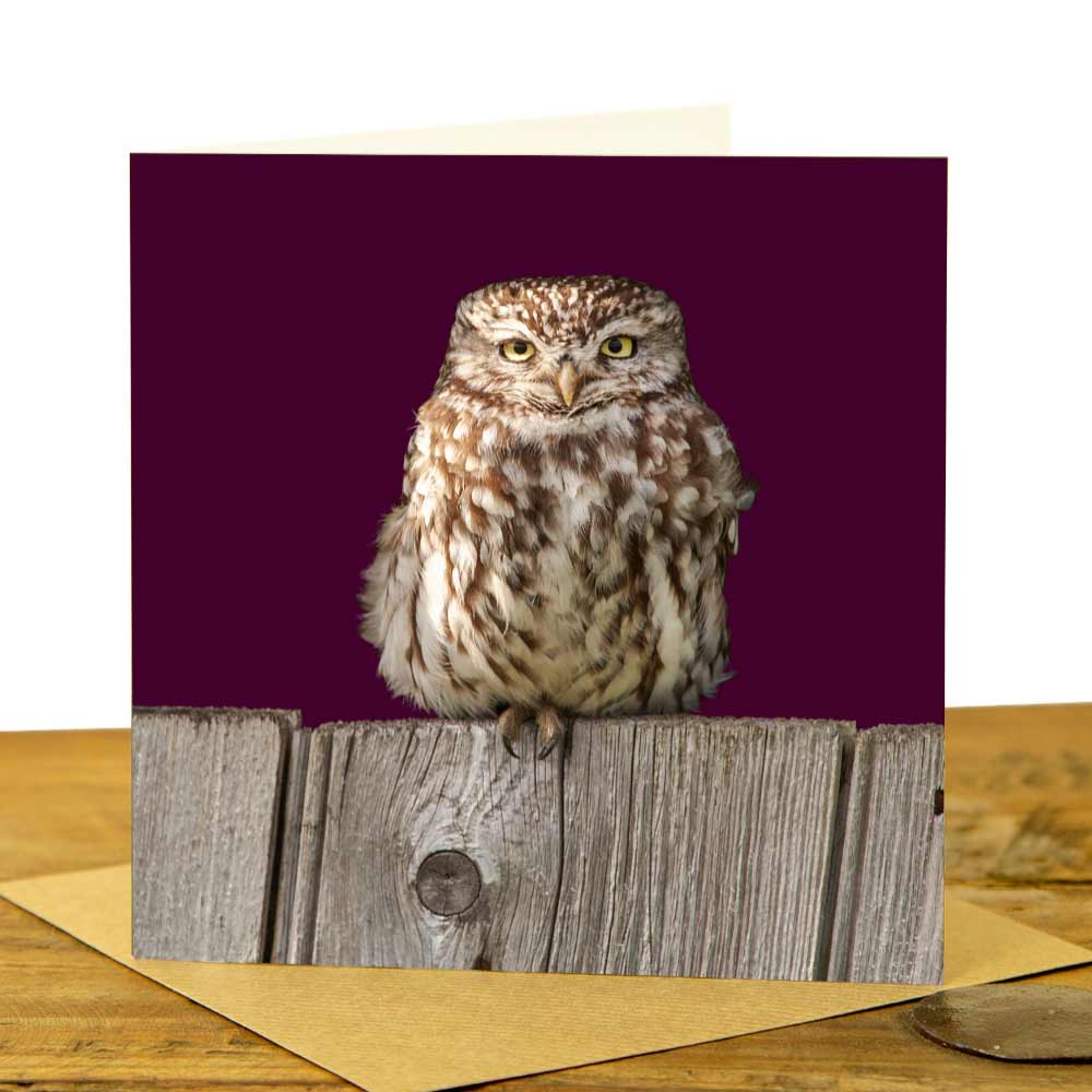 Little Owl Greeting Card - Little Owl on the Fence
