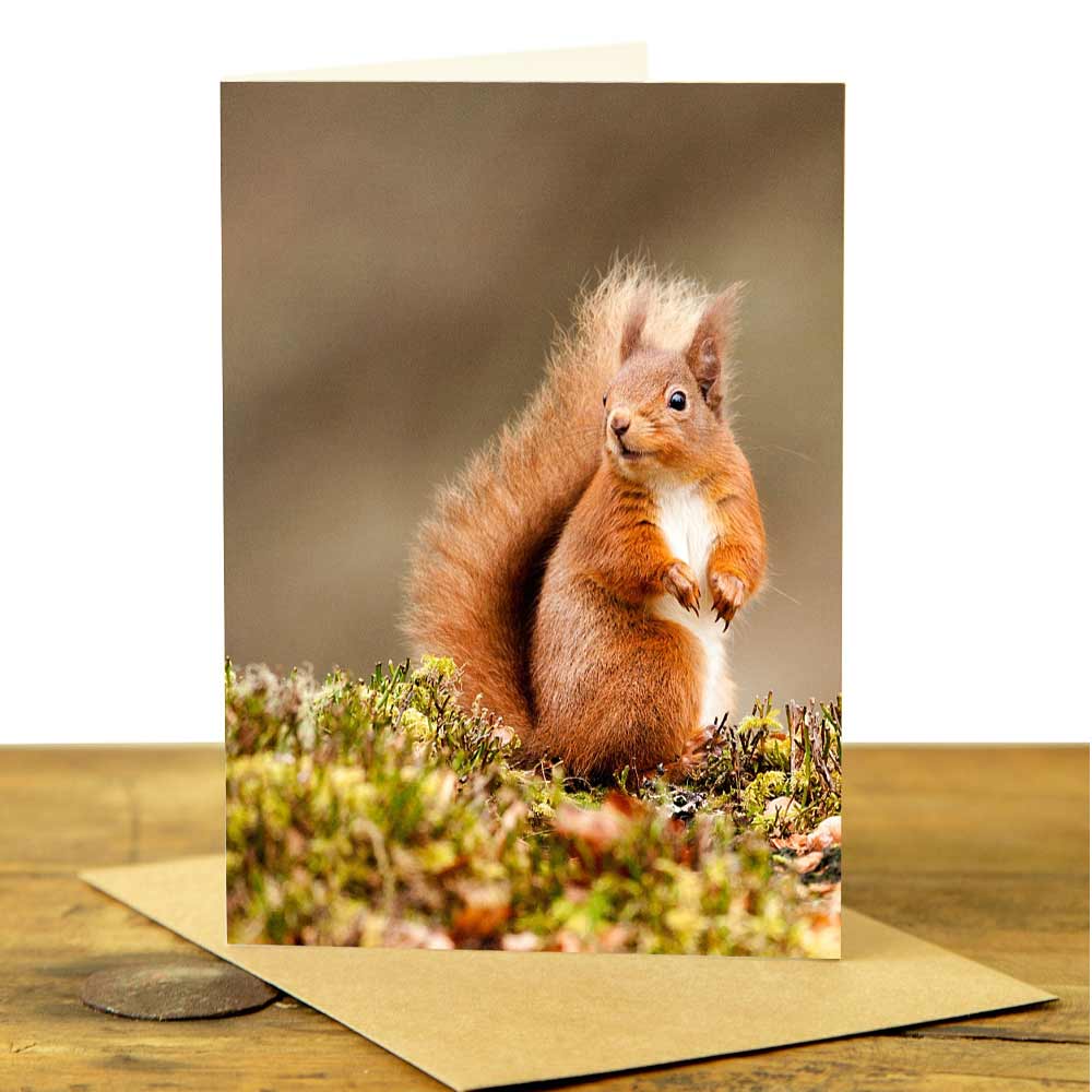 Red Squirrel Card - Red Squirrel on the Ground