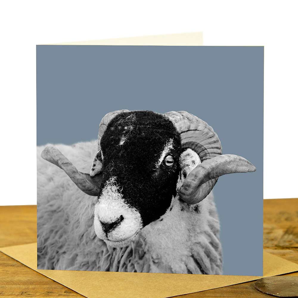Swaledale Sheep Card - Pale Blue