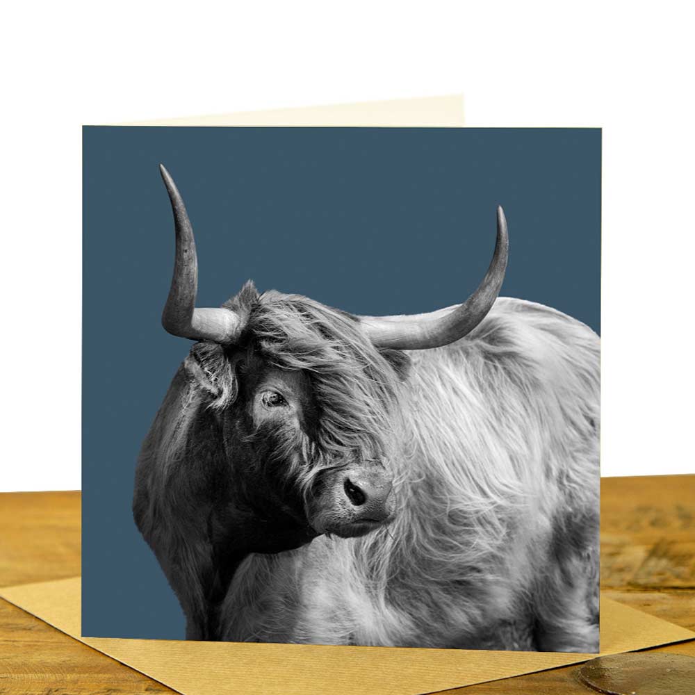 Windswept Highland Cow Card - Indigo