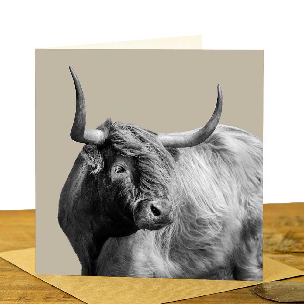 Windswept Highland Cow Card - Sand Grey