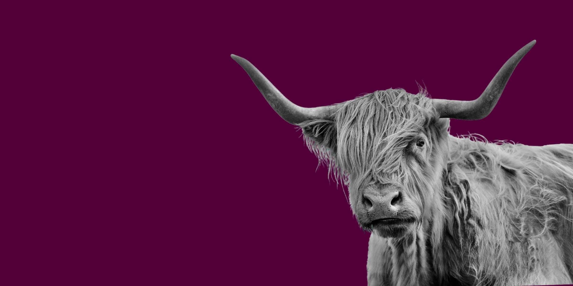 Behind the Design: The Highland Cow Homeware Collection