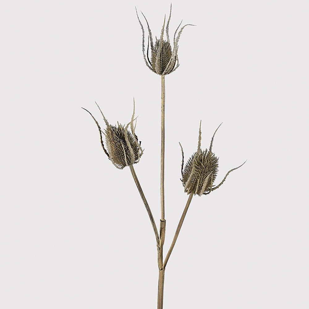 Artificial Brown Teasel Spray