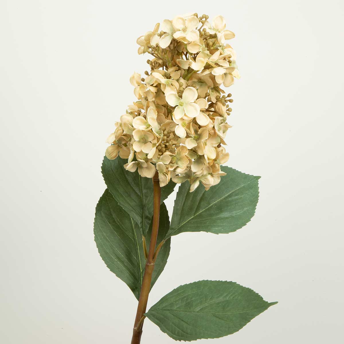 A single stem of a dark cream cone hydrangea flower with green leaves.