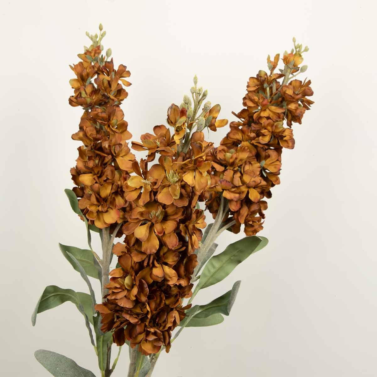 Delphinium Autumn Stem