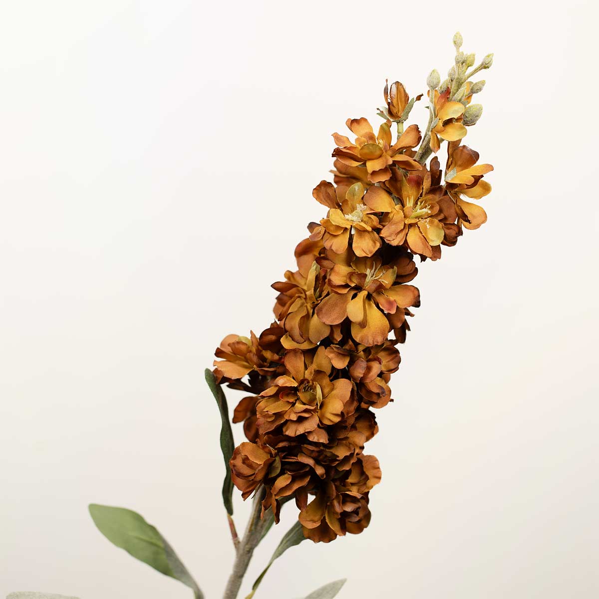 Delphinium Autumn Stem