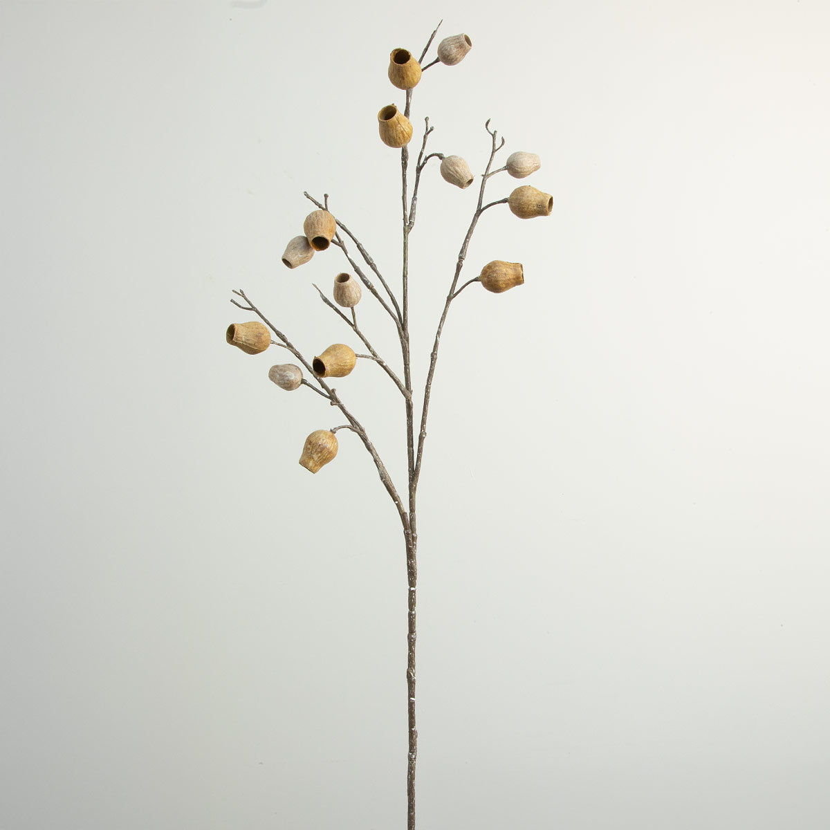 Eucalyptus Pod