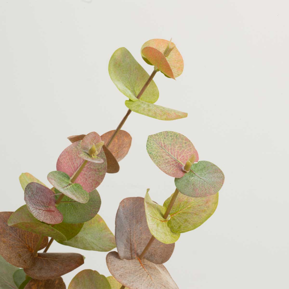 Close-up of Eucalyptus Tall Autumn Spray leaves on a light background
