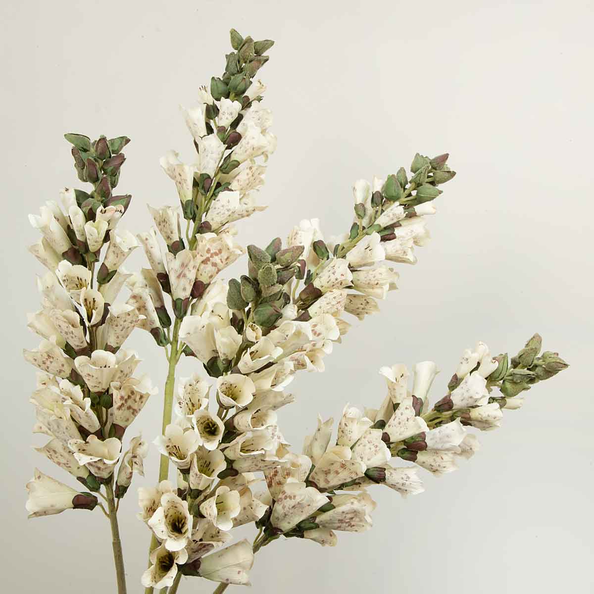 Artificial cream foxgloves stems with green leaves on a light grey background