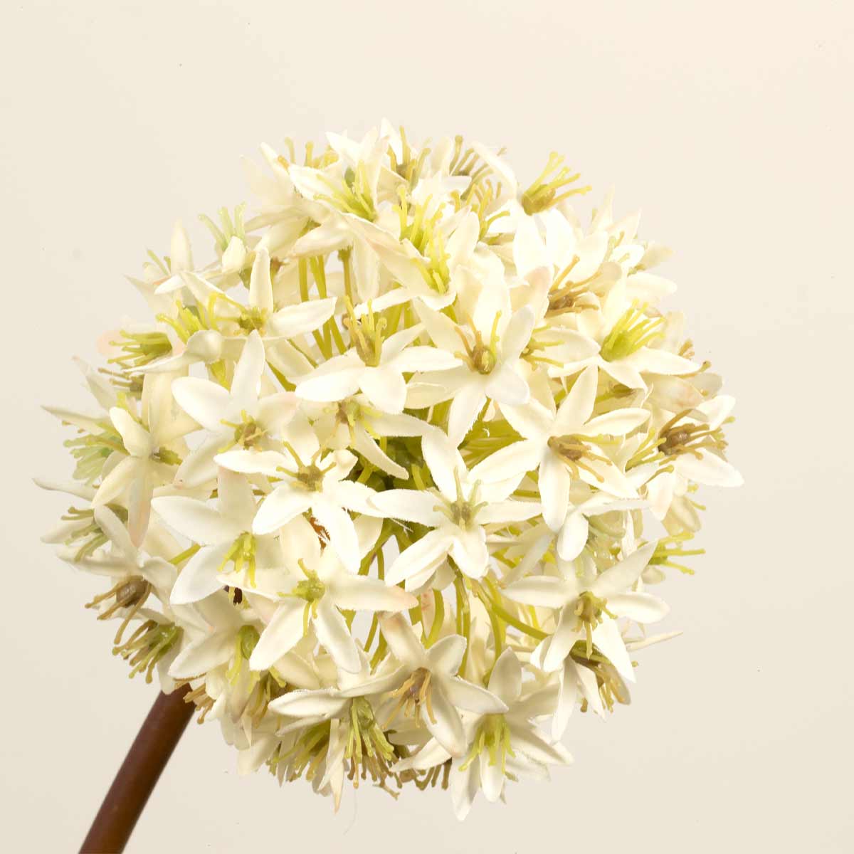 Close up of the flower head on a single stem of cream viburnum - showing many small flowers arranged in a round head.