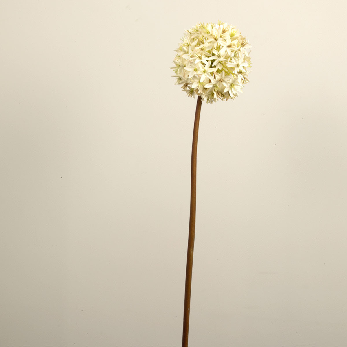 Single faux stem of cream viburnum - showing many small flowers arranged in a round head.