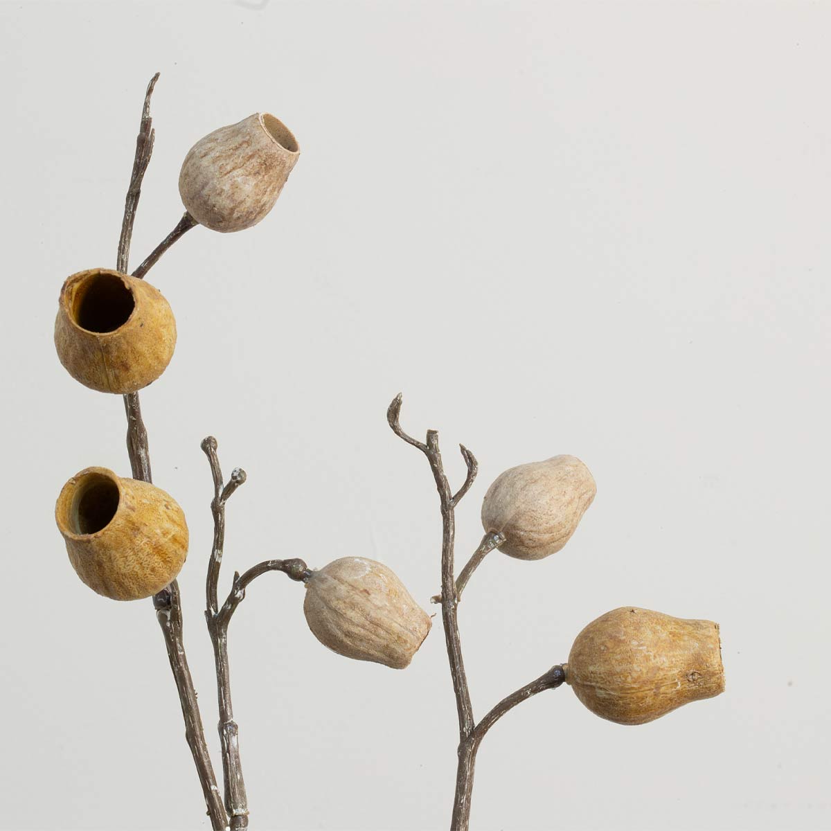 Decorative branches with dried eucalyptus seed pods on a light grey background