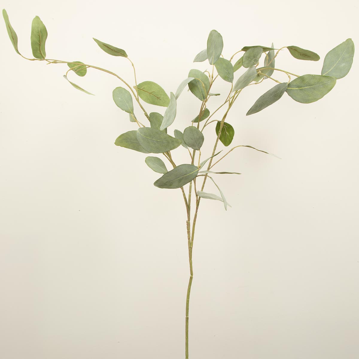 Faux Eucalyptus Silver Dollar Branch on white background