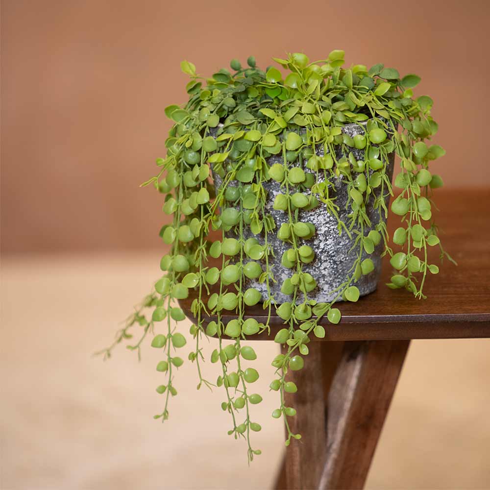 Potted button fern plant on a wooden surface with a blurred background