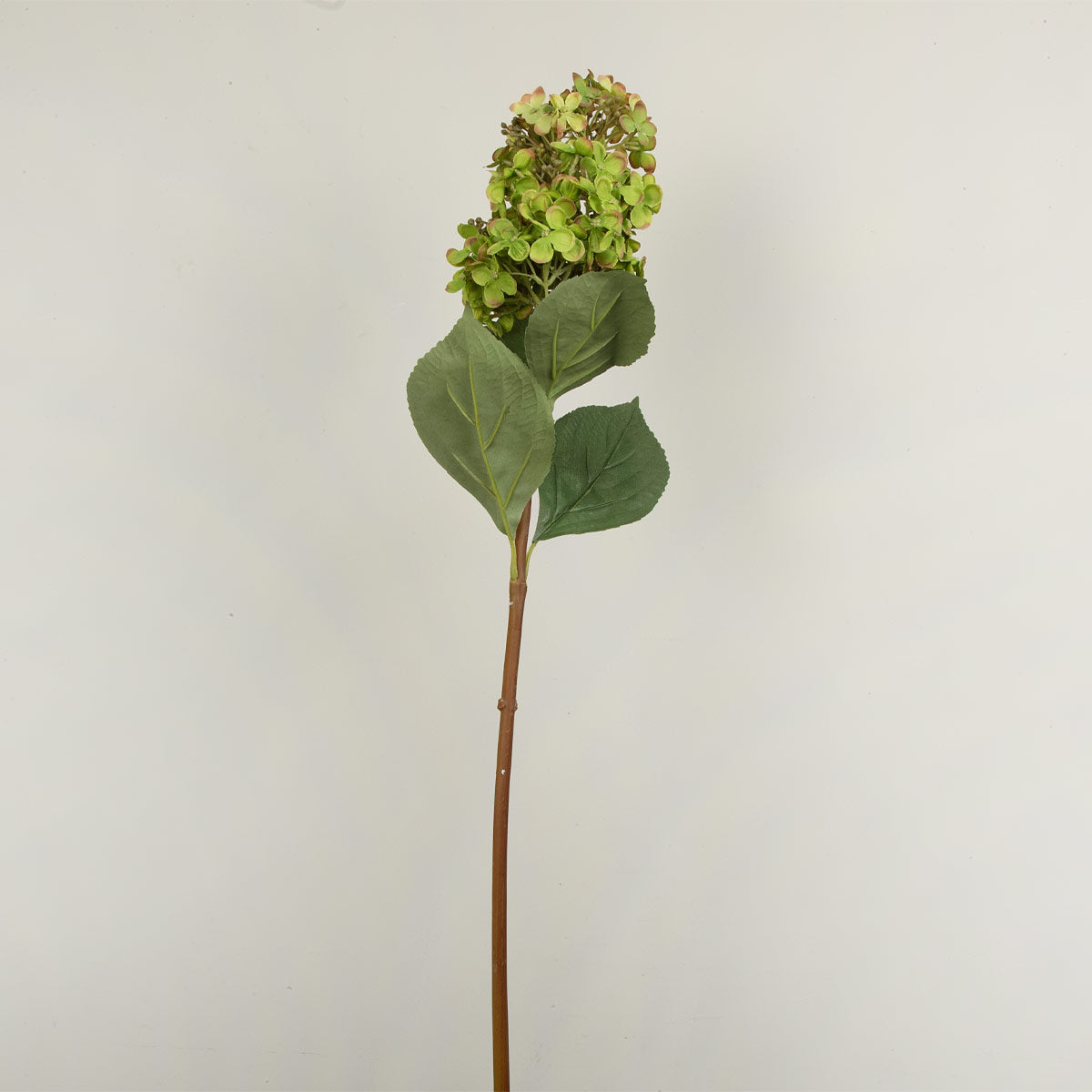 Artificial green hydrangea cone stem on a plain background