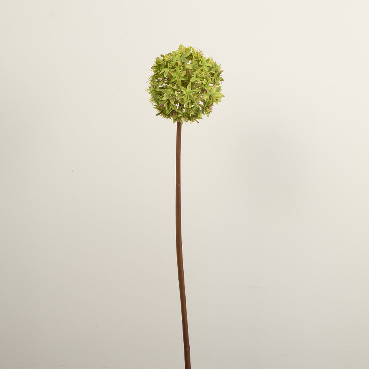 Green Viburnum Stem