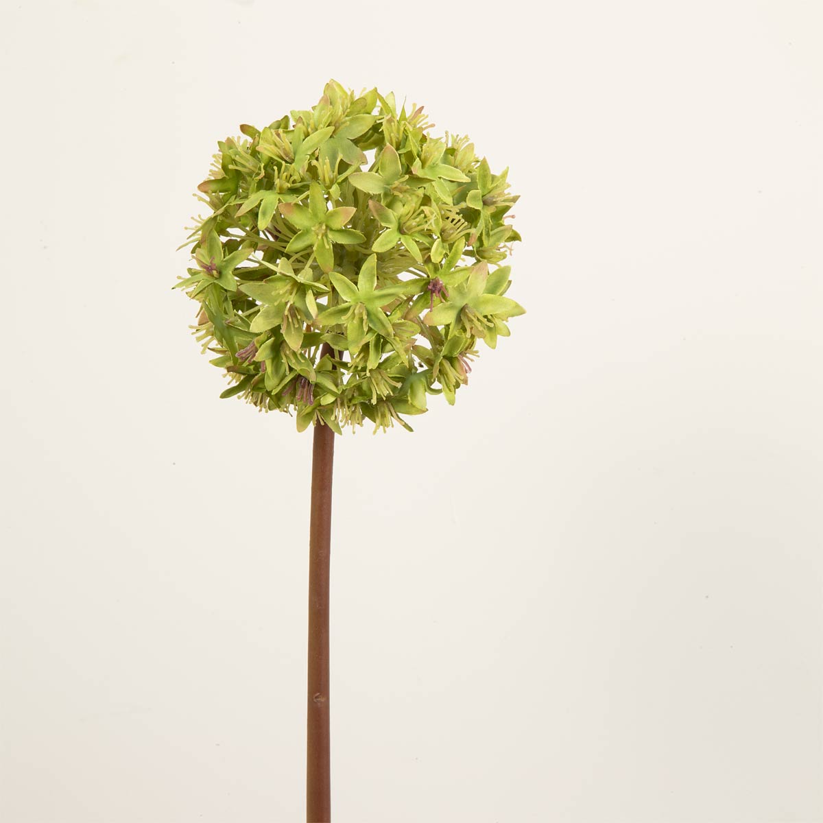 Green Viburnum Stem