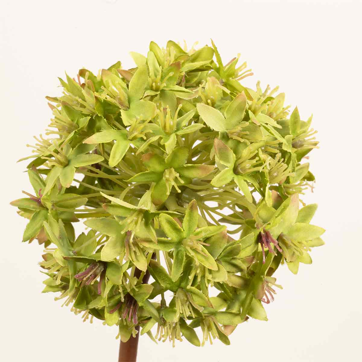 Green Viburnum Stem