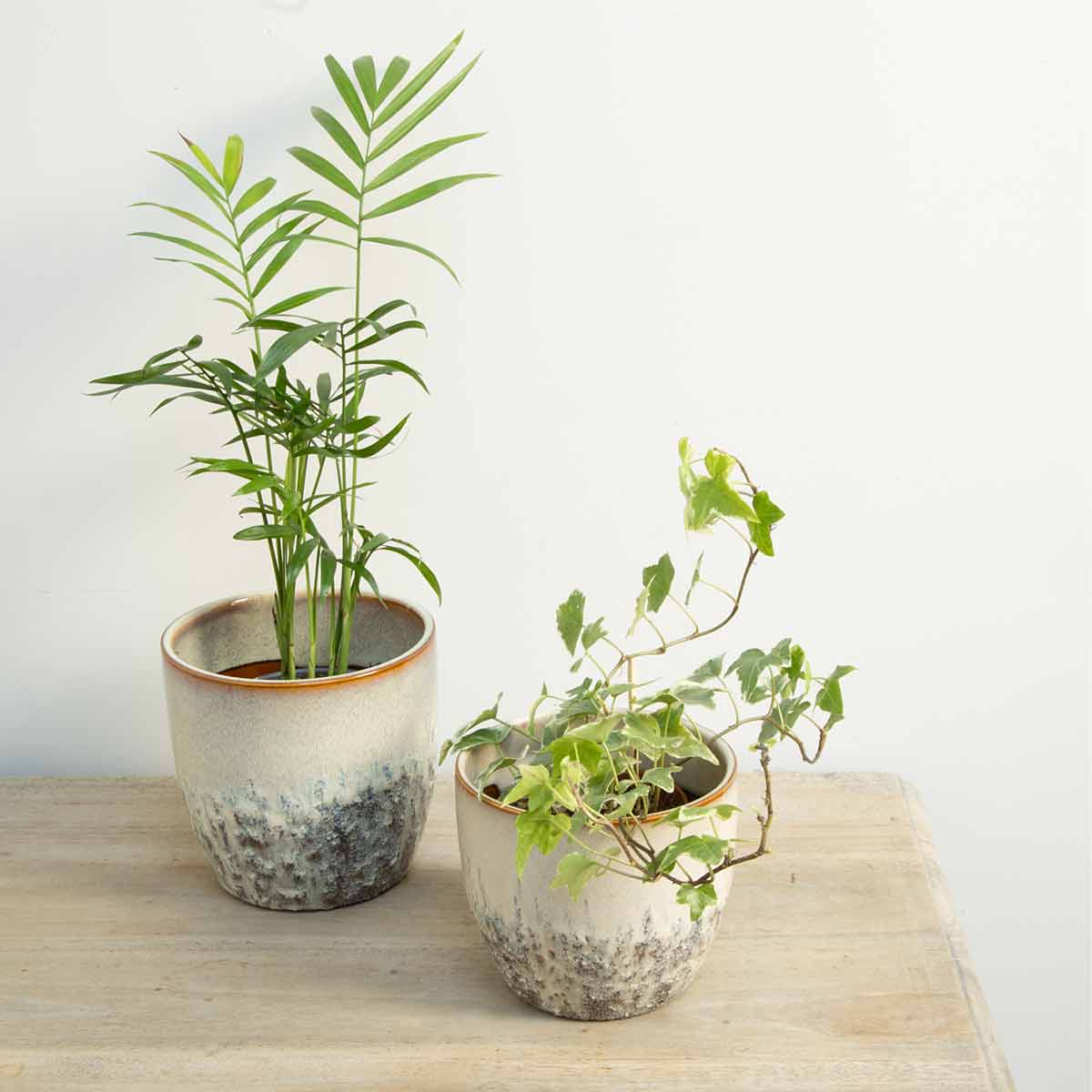 Cream ceramic pots with lava glaze finish, displayed with greenery on a pale wooden surface.