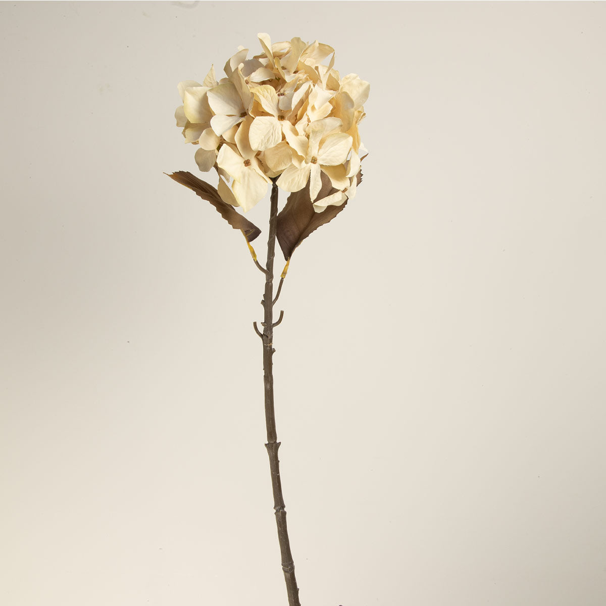Hydrangea Stem, Cream