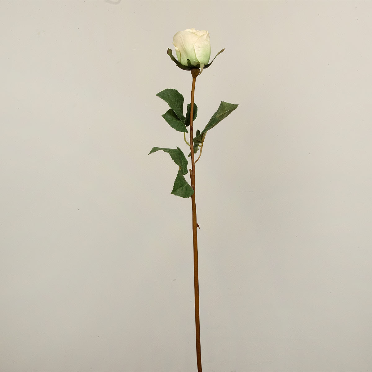Realistic single light cream rose stem with green leaves