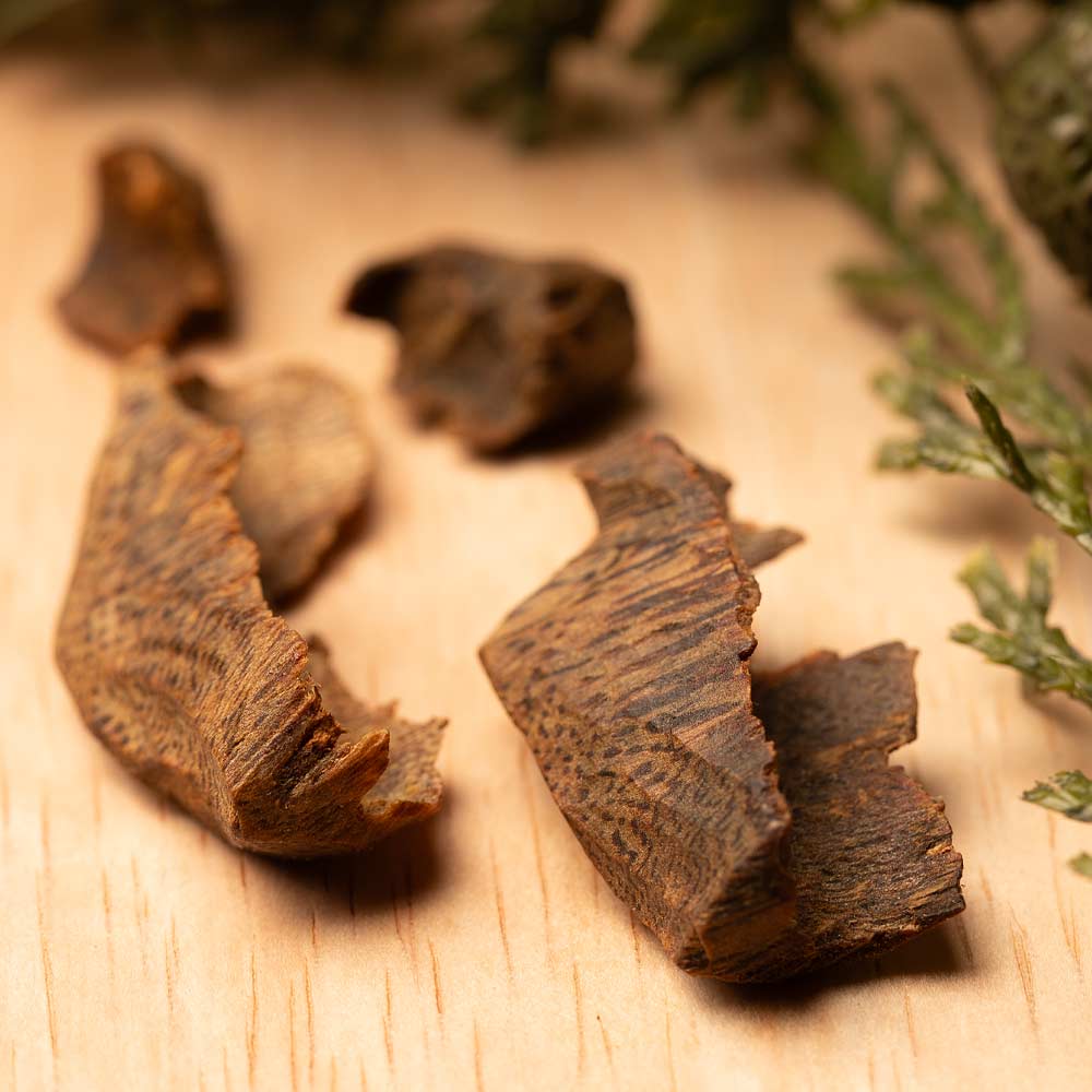 Dried pieces of Oud Heart wood on a wooden surface with cedar foliage.