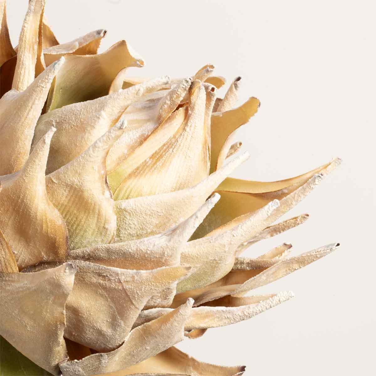 Protea Stem in Cream