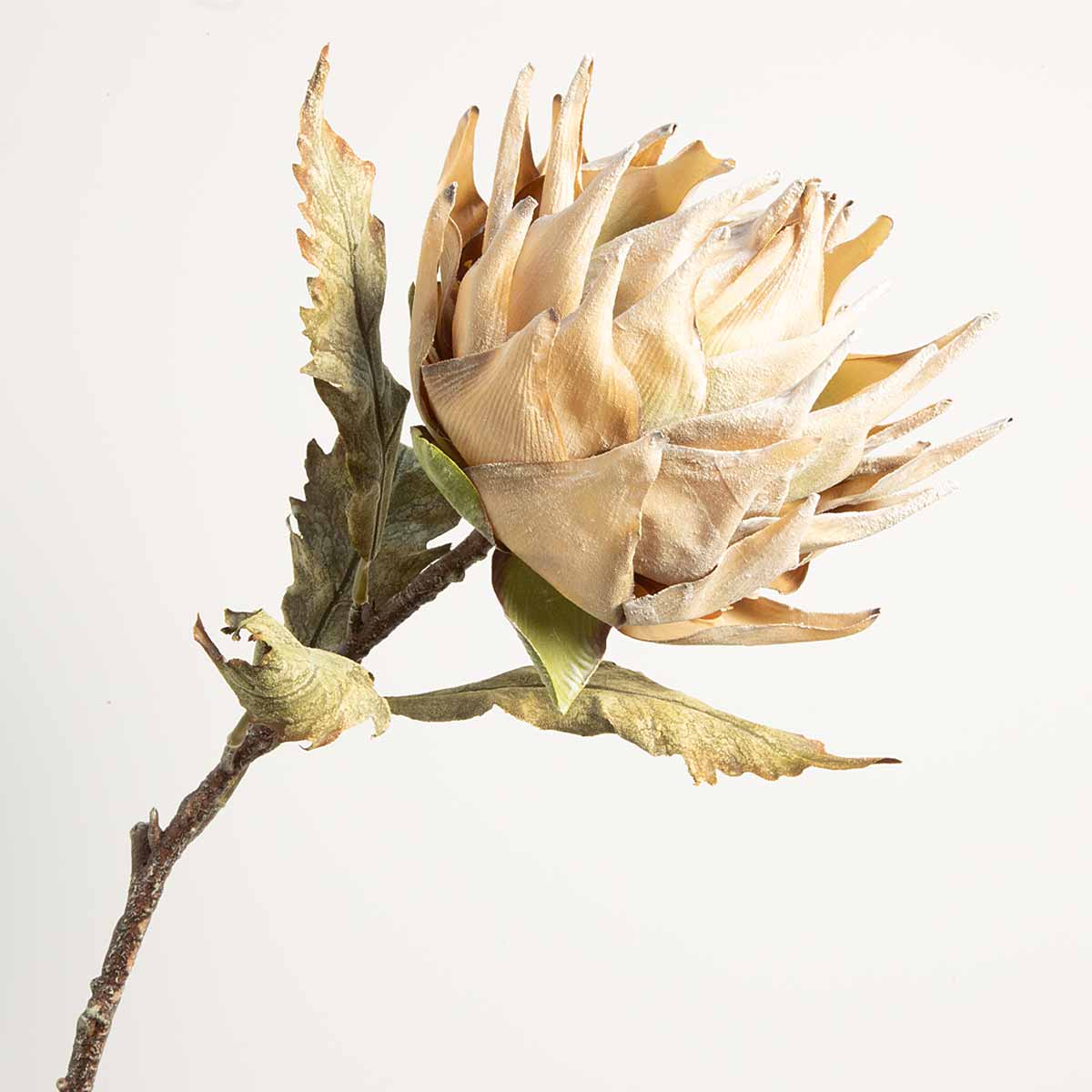 Protea Stem in Cream