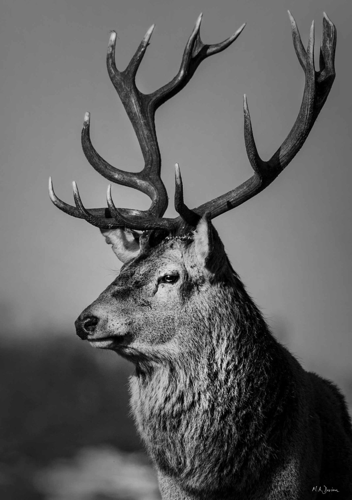 Red Stag
