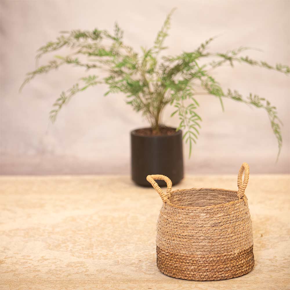 Woven basket with handles on a light coloured rug with a plant in the background.