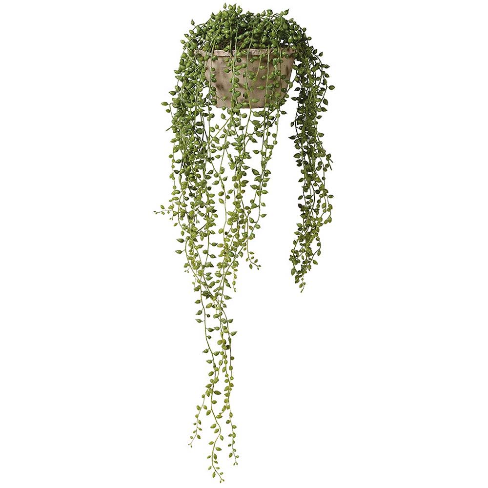 Hanging green plant in a pot on a white background