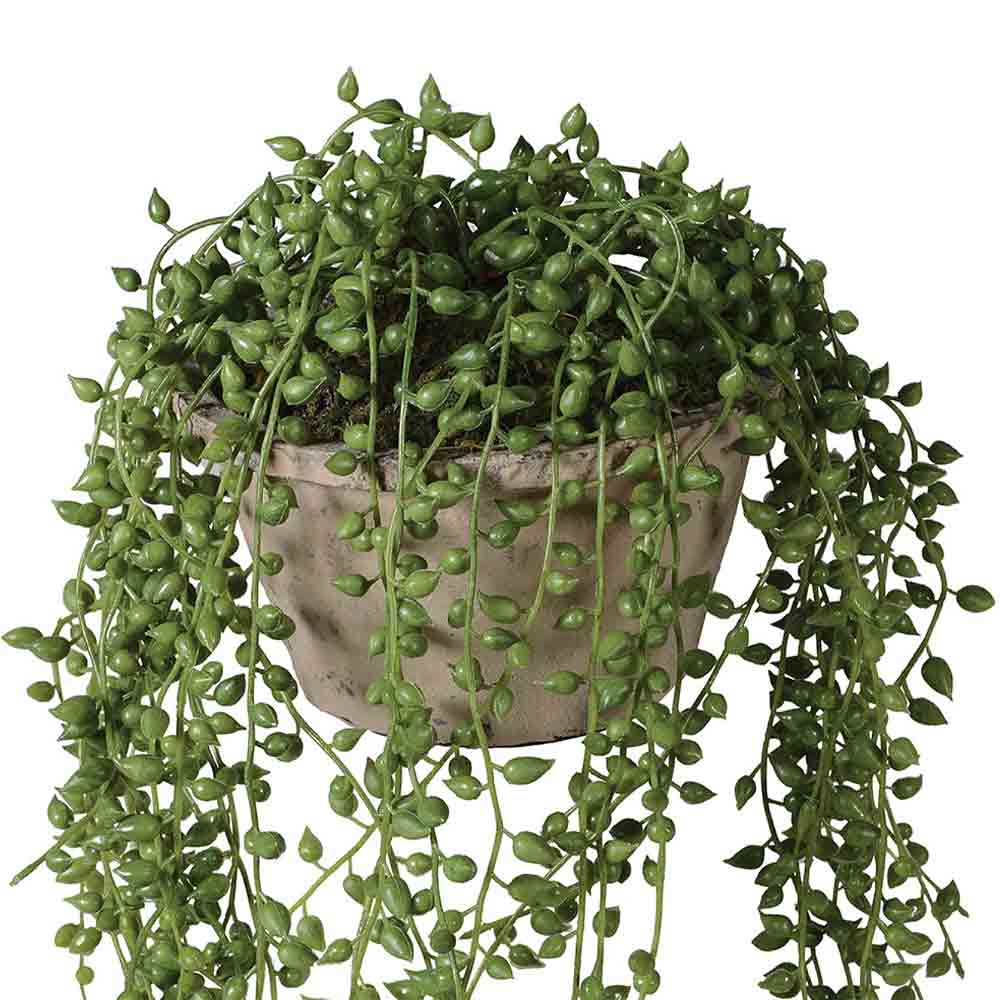 Potted string of pearls plant on a white background