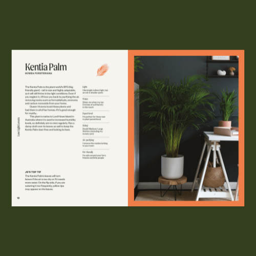 Unkillable Plants - Kentia Palm