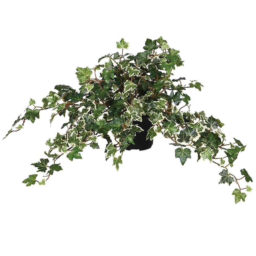 Variegated Needle Leaf Ivy