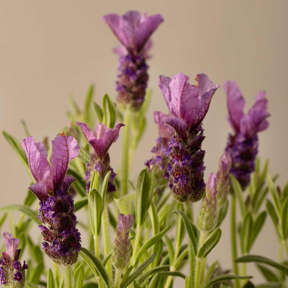 Close-up of purple lavender flowers with a beige background