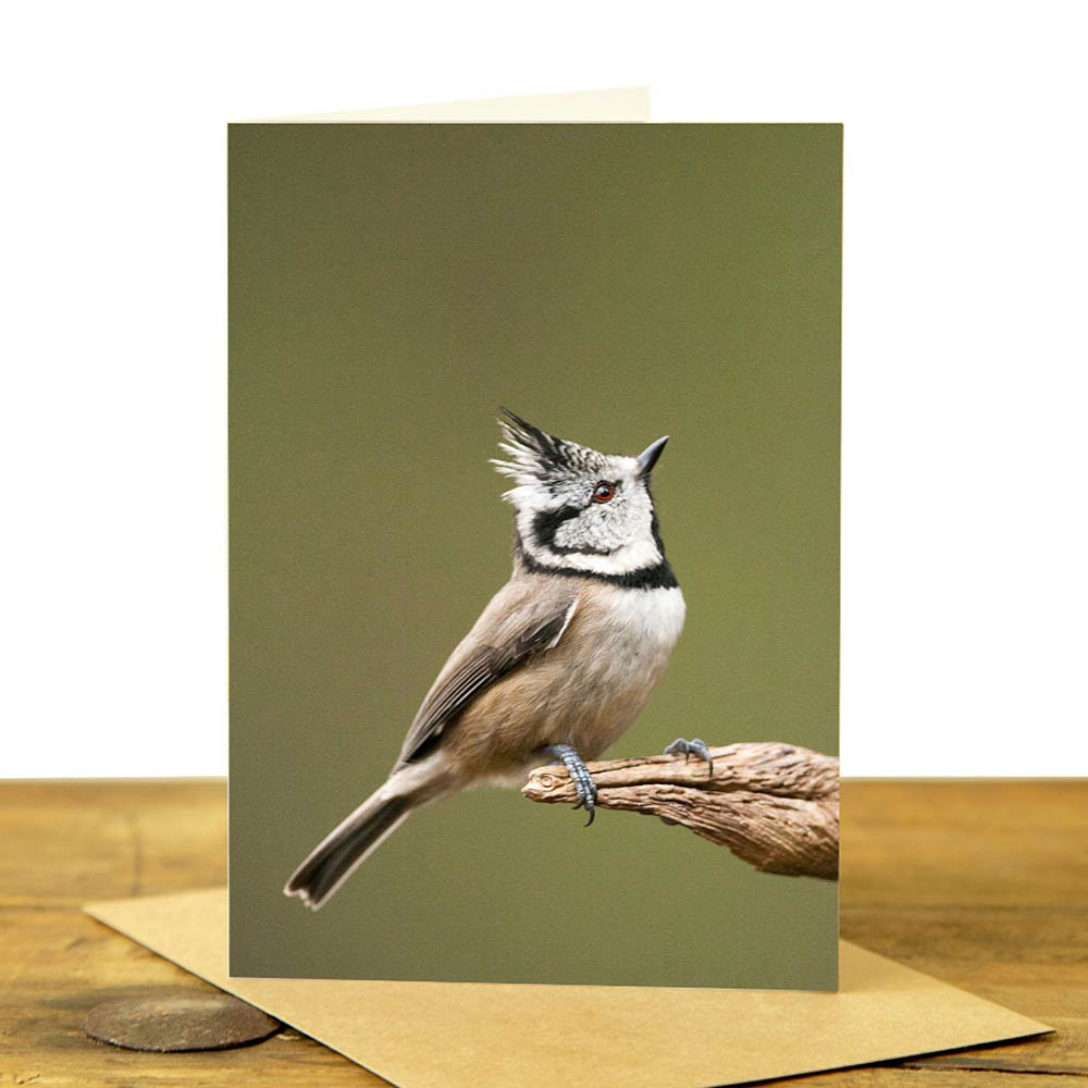 Crested Tit Greeting Card