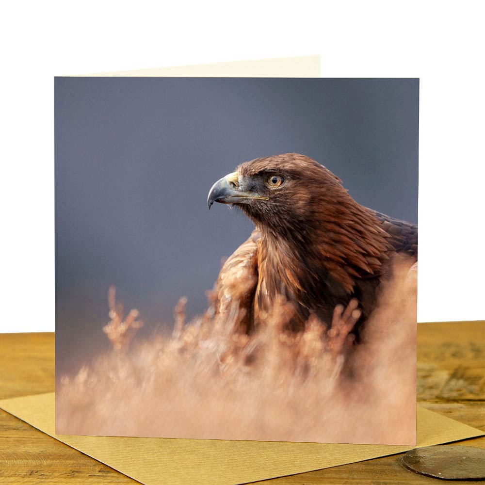Golden Eagle Greeting Card - Golden Eagle in Heather