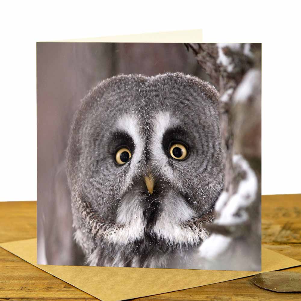 Great Grey Owl Greeting Card