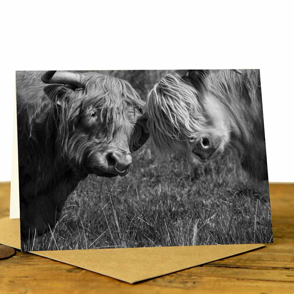 Highland Cow Greeting Card - Heads Together