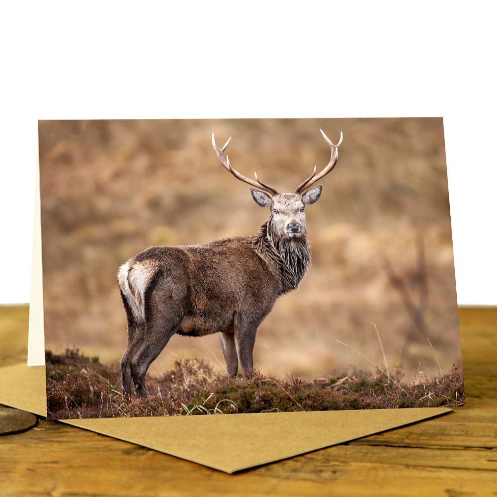 Highland stag card - Stag in the Healther