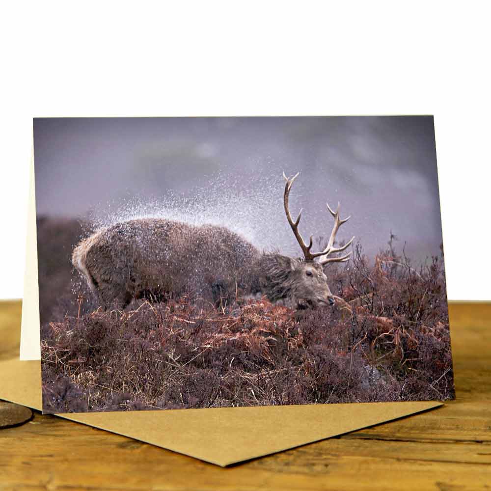 Highland Stag Card - Stag Shaking Off the Rain