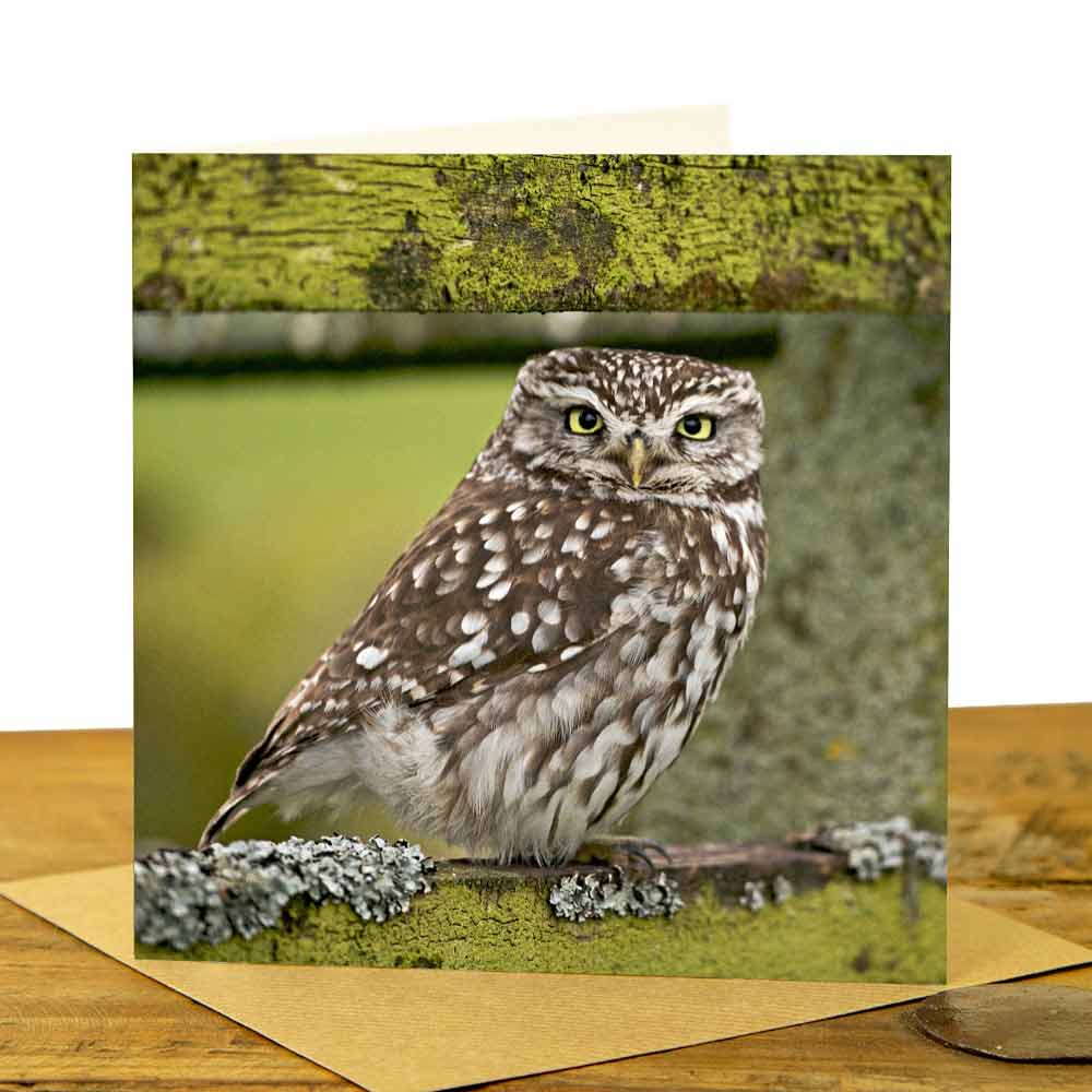 Owl Cards - Little Owl on Fence in Colour Card
