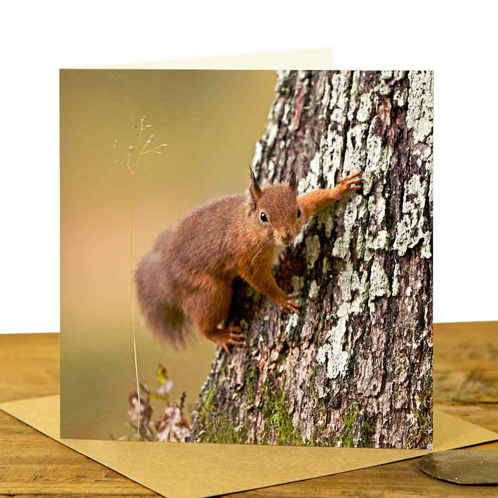 Red Squirrel Greeting Card - Squirrel on tree