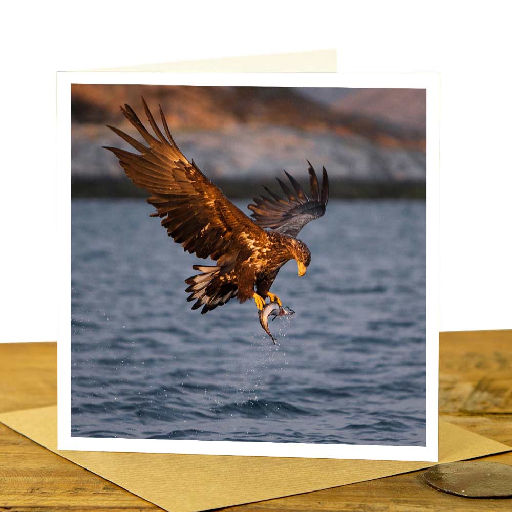 White Tailed Sea Eagle Card - Sea Eagle at Sunset