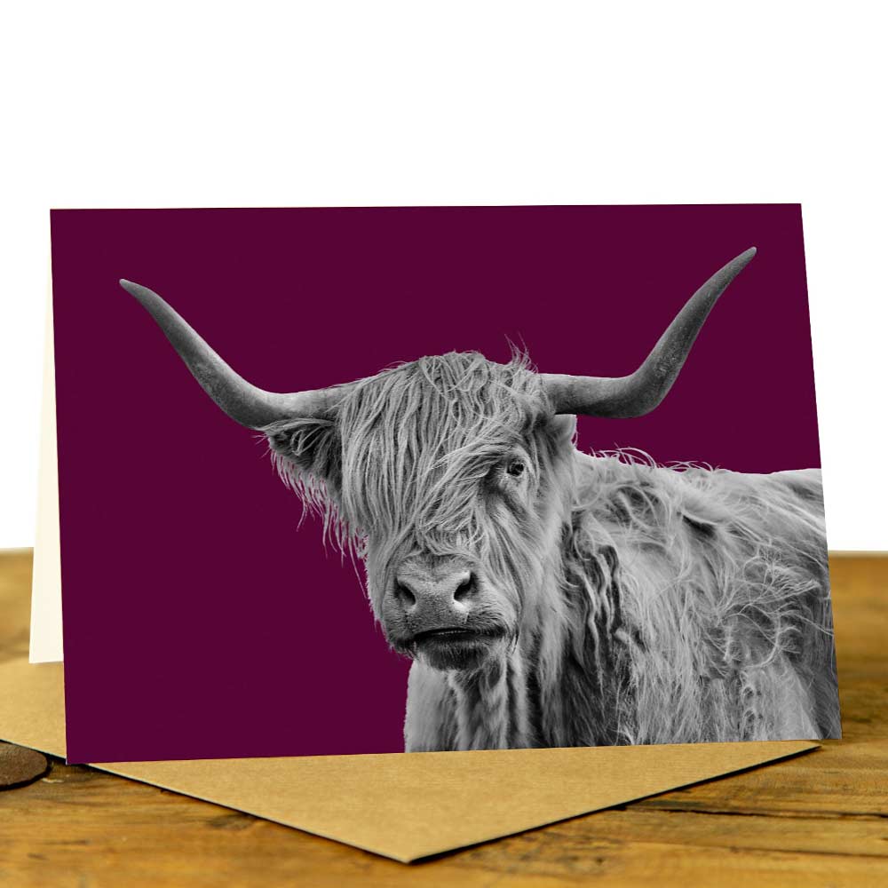 Shaggy Highland Cow Card - Claret