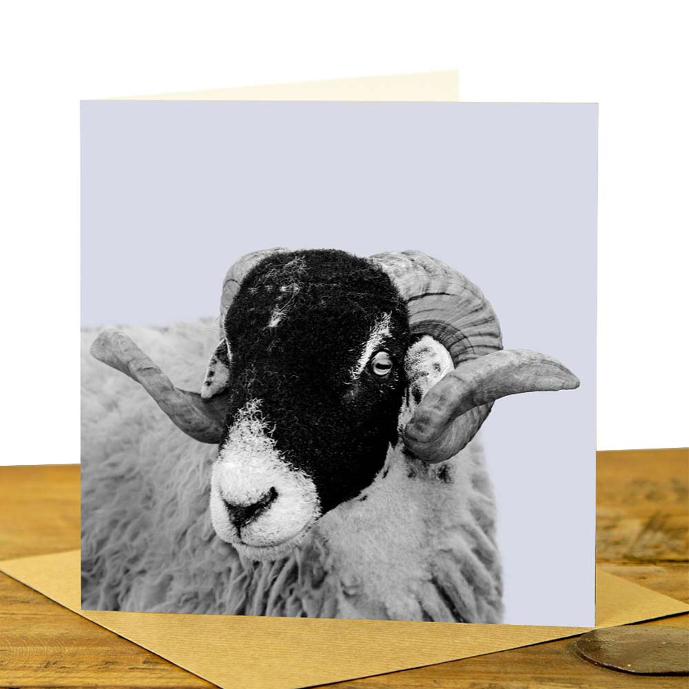 Swaledale Sheep Card - Pale Lavender
