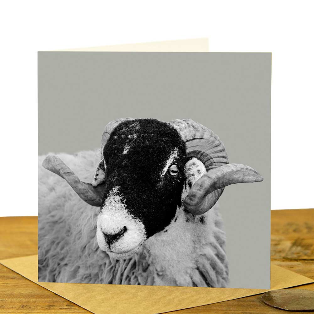 Swaledale Sheep Card - Sage Grey