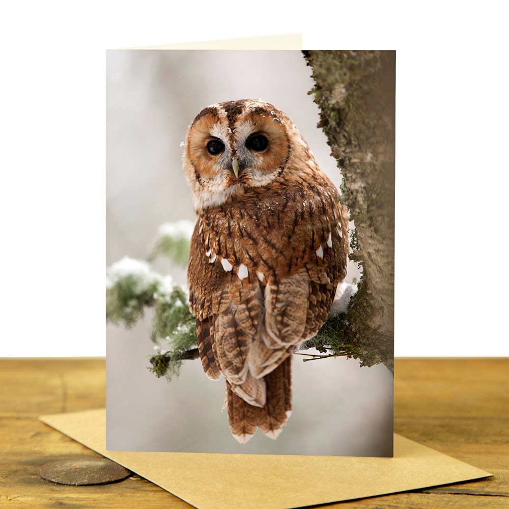 Tawny Owl Card - Tawny Owl Looking Back