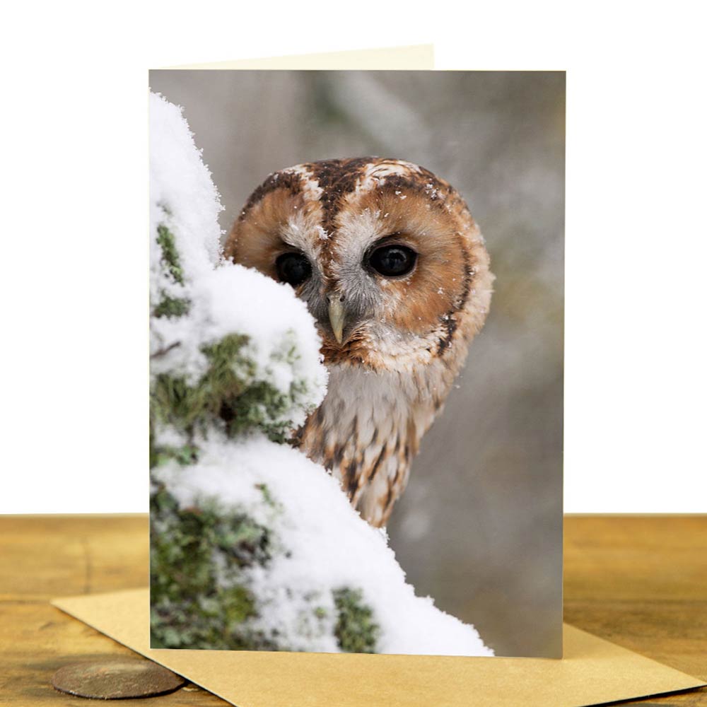 Tawny Owl Greeting Card - Tawny Owl in the Snow